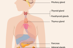 endokrine System